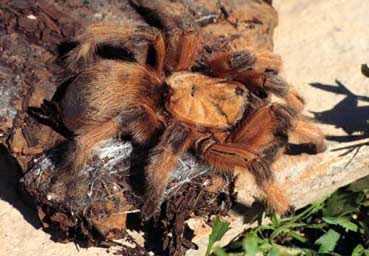 APHONOPELMA MODERATUM 1